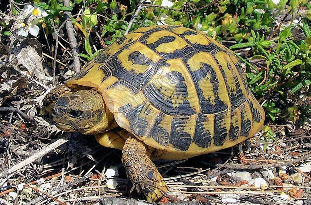 Les tortues méditerranéenne dans le parc national de l’Alberra